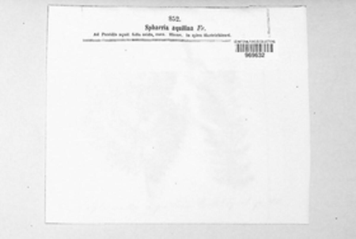 Mycosphaerella aquilina image